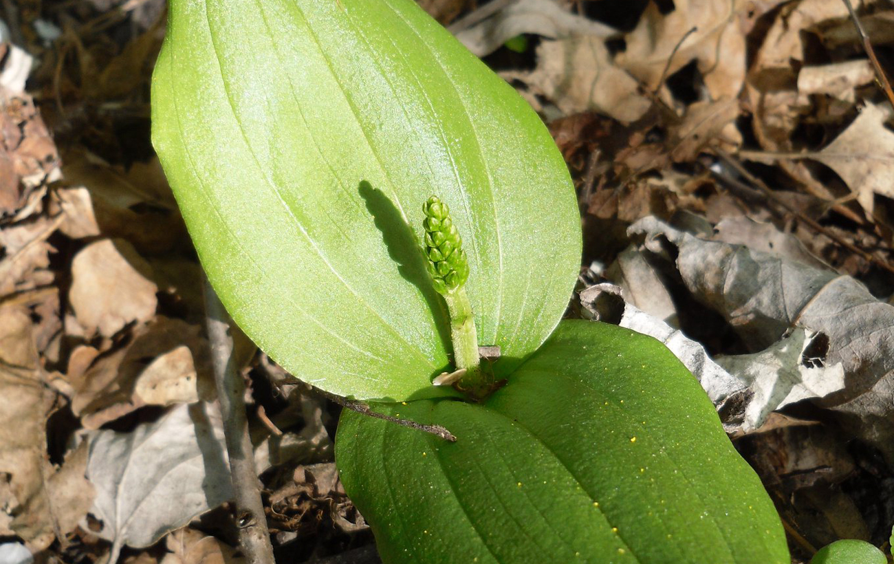 Редкая орхидея из Красной книги найдена на Волыни: как выглядит цветок, который не видели почти 25 лет